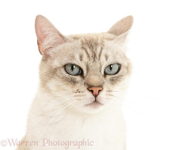 Bengal x Birman cat, Spice, white background