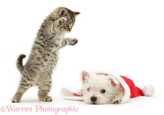 A playful tabby kitten pouncing on a West Highland White Terrier pup as he pokes his head out from a Father Christmas hat, white background