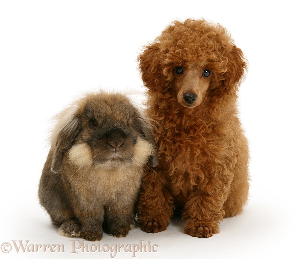 Red Toy Poodle pup, Reggie, 12 weeks old, with a Lionhead rabbit, white background