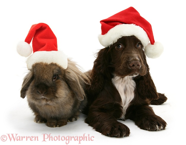 Chocolate Cocker Spaniel pup, Cadbury, 12 weeks old, and Lionhead rabbit with Father Christmas hats on, white background