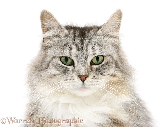 Silver tabby Maine Coon cat, Bambi, white background