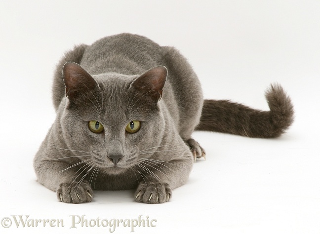 Blue Tonkinese male cat, Del, white background