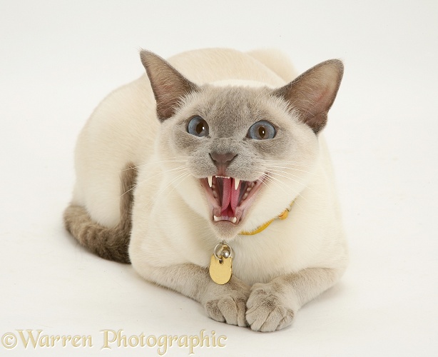 Siamese-cross cat, Isaac, hissing defensively, white background