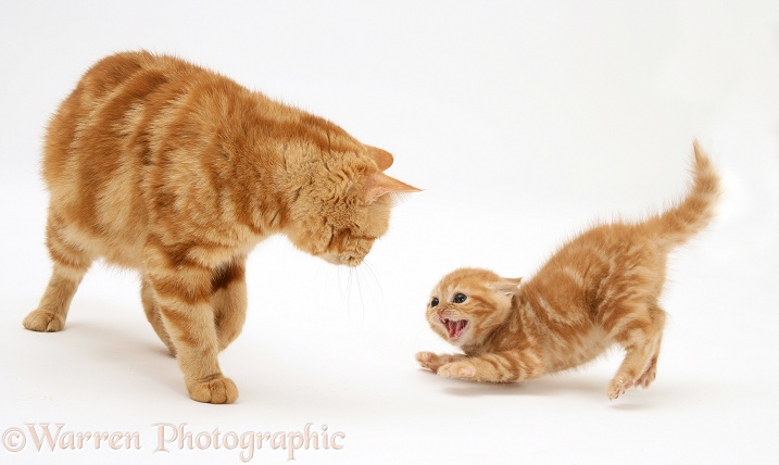 Red tabby British Shorthair mother giving one of her kittens a bit of a fright, white background