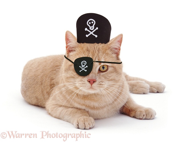 Ginger cat with pirate hat on, white background