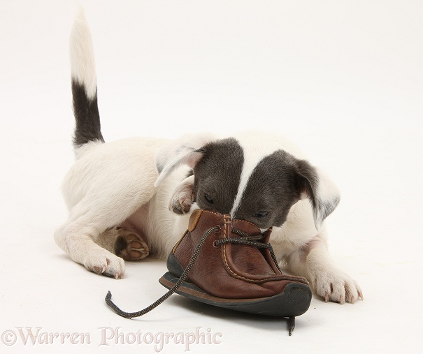 Blue-and-white Jack Russell Terrier pup, Scamp, investigating a child's shoe, white background