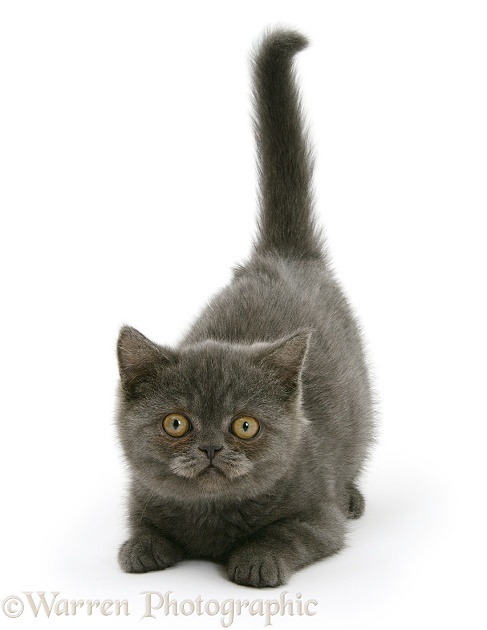Grey kitten with tail up, white background