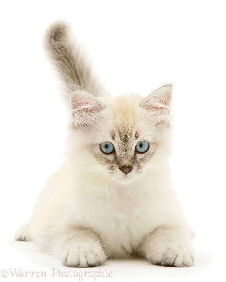 Sepia tabby-point Birman-cross kitten, white background