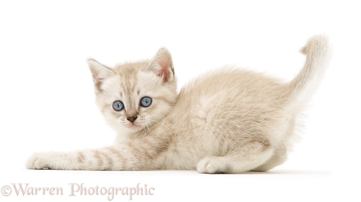 Playful Birman-cross kitten, white background