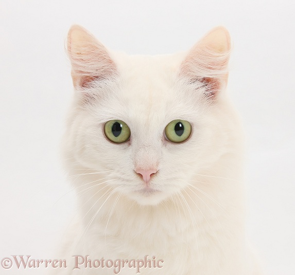 White Maine Coon-cross female cat, Melody, white background