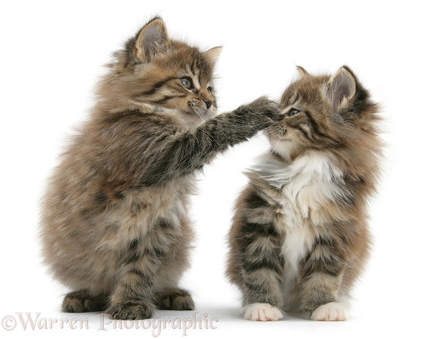 Playful Maine Coon kittens, 7 weeks old, white background