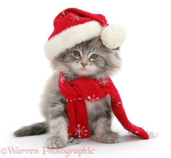 Maine Coon kitten wearing a Father Christmas hat and scarf, white background