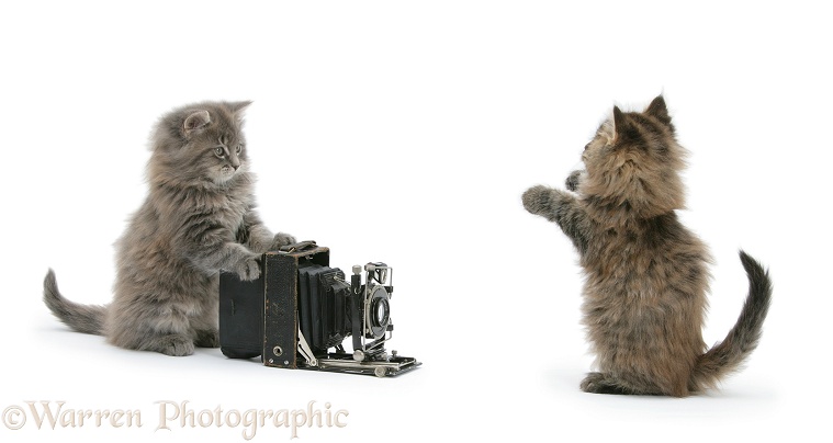 Maine Coon kittens, 8 weeks old, playing with an old bellows camera, white background