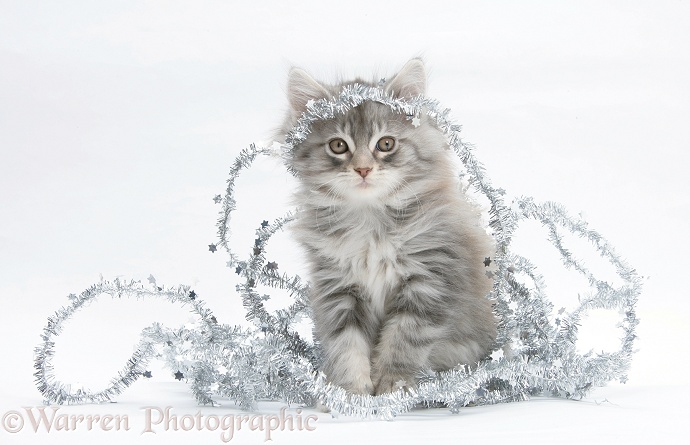 Maine Coon kitten, 8 weeks old, with tinsel, white background