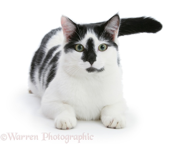Black-and-white cat, Pablo, lying with head up, white background