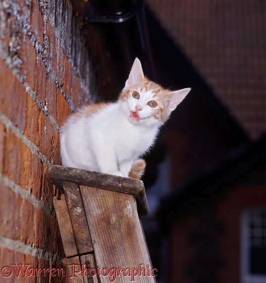 13 week old kitten Lucifer complaining that he can't climb down a ladder