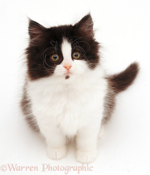 Black-and-white Persian-cross kitten, looking up, white background