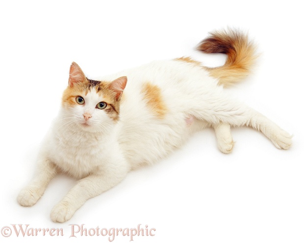 Ginger-tortie-and-white cat, Alexandria, lying down and looking up, white background