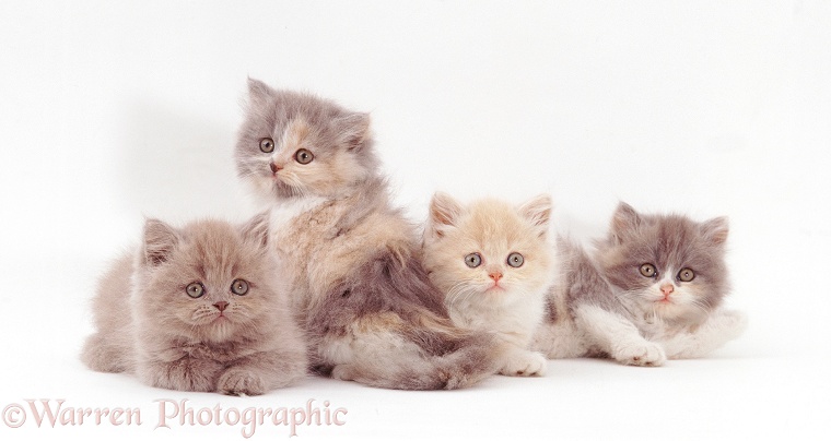 Four Blue-cream Persian kittens, white background
