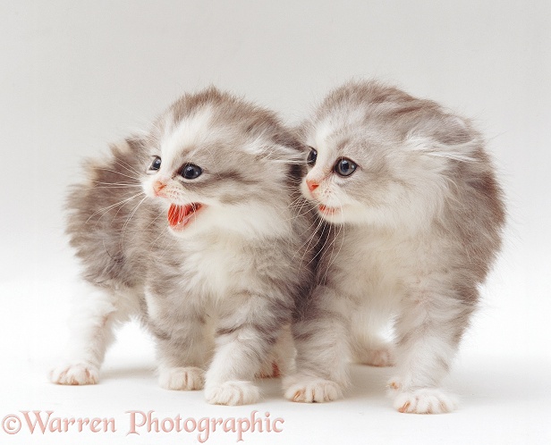 Two silver longhair kittens (Cosmos x Pearl) in defensive posture on seeing their father for the first time, white background