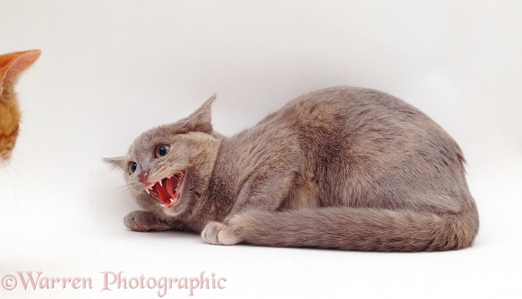 Blue-cream Tonkinese cat in defensive posture, hissing at approach of strange cat, white background