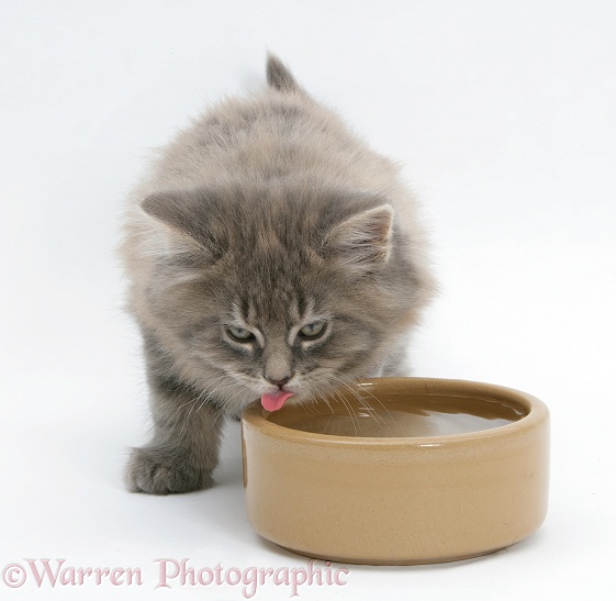 Maine Coon kitten, 8 weeks old, drinking from a bowl, white background