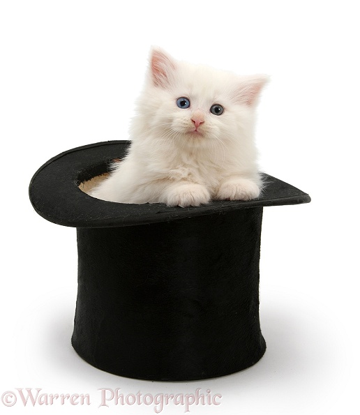 White Maine Coon kitten in a top hat, white background