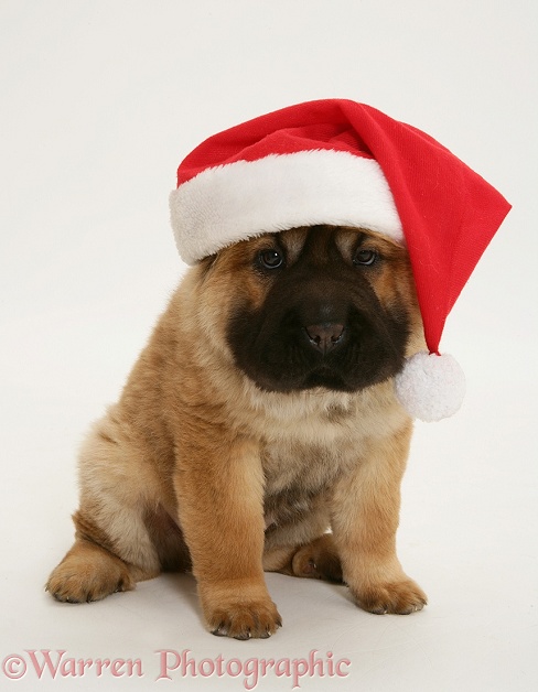 Bear coat Shar Pei pup, Ruffles, 11 weeks old, wearing a Father Christmas hat, white background