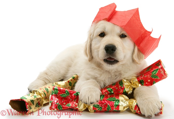 Golden Retriever pup with Christmas crackers and paper hat, white background