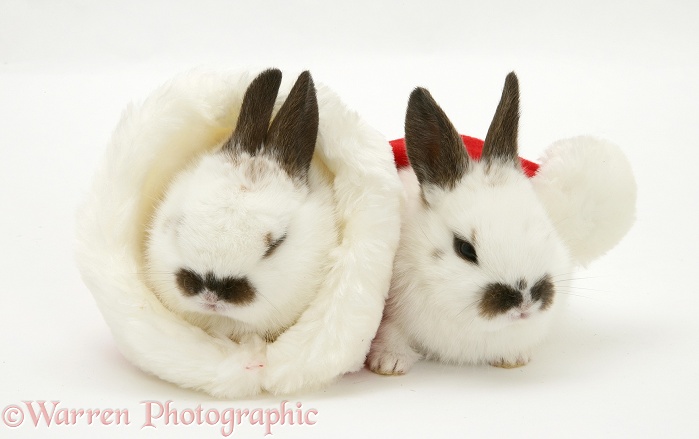 Baby rabbits in a Santa hat, white background