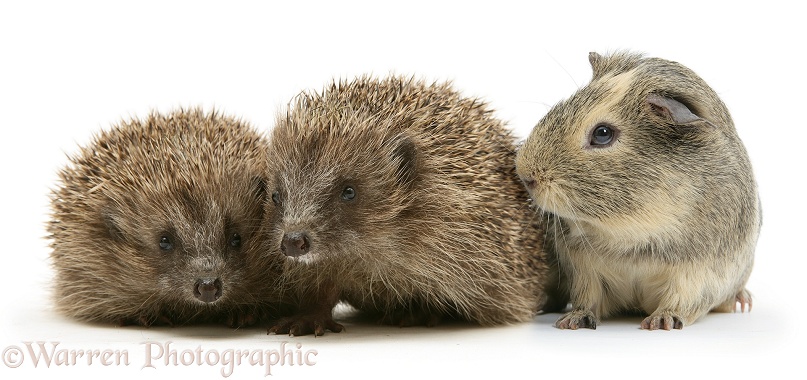 Guinea pig and young hedgehogs, white background