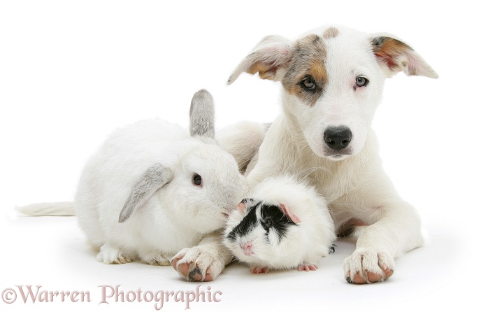 Merle-and-white Border Collie-cross dog pup, Ice, 14 weeks old, with a white rabbit and black-and-white guinea pig, white background