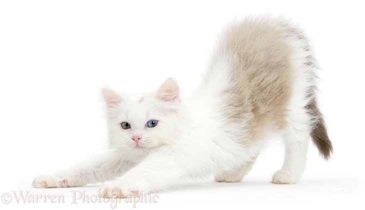 Birman x Ragdoll kitten, Willow, 11 weeks old, stretching, white background