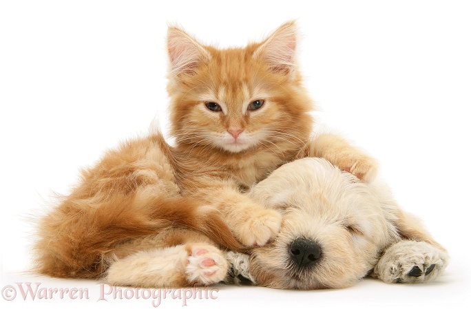 Sleepy Woodle (West Highland White Terrier x Poodle) pup and ginger Maine Coon kitten, white background