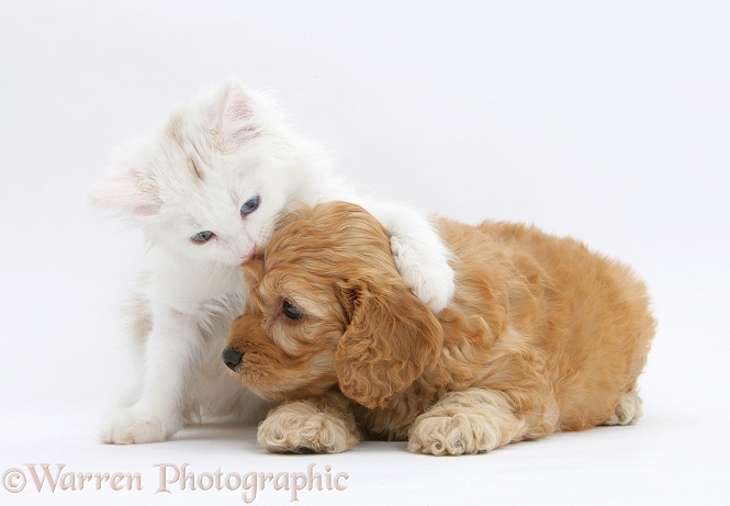 Birman x Ragdoll kitten, Willow, 11 weeks old, with Golden Cockapoo pup, 7 weeks old, white background