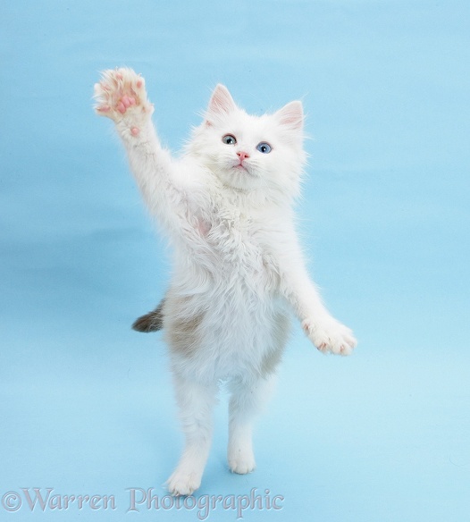 Birman x Ragdoll kitten, Willow, 11 weeks old, standing with paws reaching out