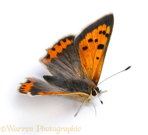 Small Copper Butterfly (Lycaena phlaeas).  Europe, white background