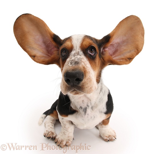 Basset Hound pup, Betty, 9 weeks old, with ears up, white background