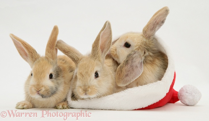Two sandy Lop rabbits in a Father Christmas hat, white background