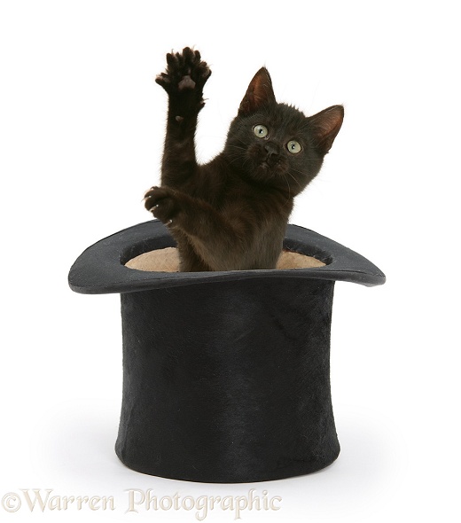 Black kitten, Charkle, 10 weeks old, popping out of a black top hat, white background