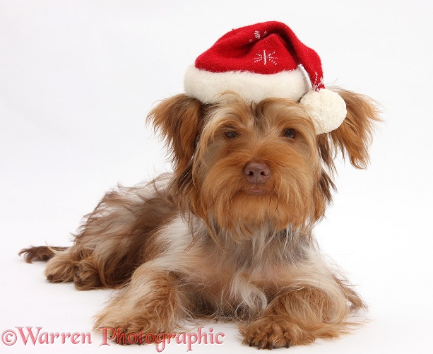 Yorkshire Terrier x Poodle pup, Swede, with Father Christmas hat on, white background