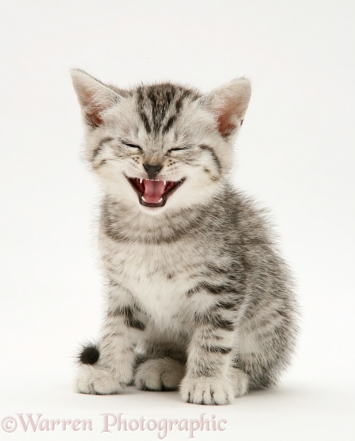 Silver tabby British Shorthair kitten miaowing, white background