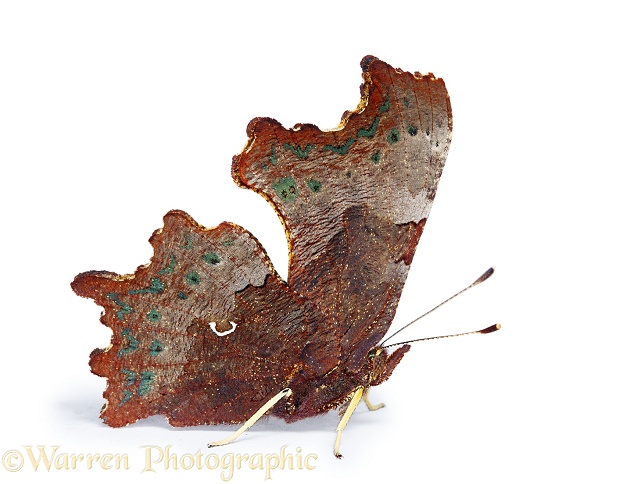 Comma Butterfly (Polygonia c-album).  Europe, Asia and N. America, white background