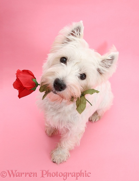 West Highland White Terrier, Betty, with a red rose, on pink background