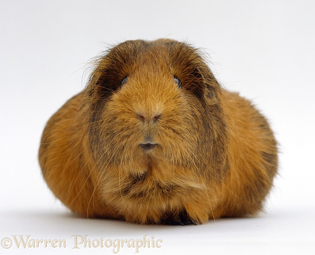 Pregnant Red agouti guinea pig with very large belly, white background