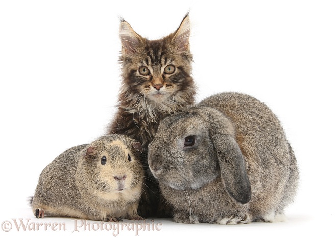 Tabby Maine Coon kitten, Logan, 12 weeks old, with rabbit and Guinea pig, white background