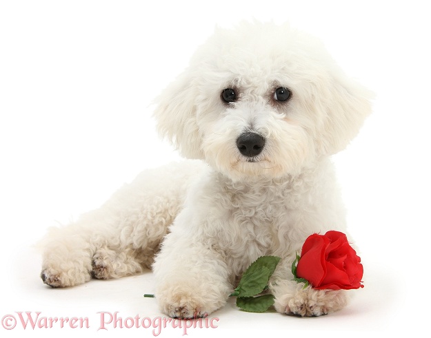 Bichon Frise dog, Louie, 5 months old, with a red rose, white background