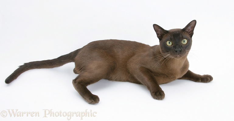 Burmese male cat, Murray, 9 months old, lying with head up, white background