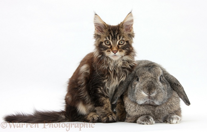 Tabby Maine Coon kitten, Logan, 12 weeks old, with an agouti Lop rabbit, white background