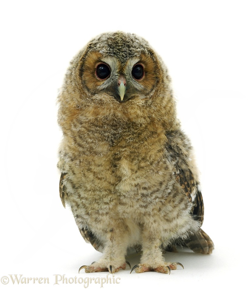 Tawny Owl (Strix aluco) owlet, 7 weeks old, with wing and tail feathers well grown, white background